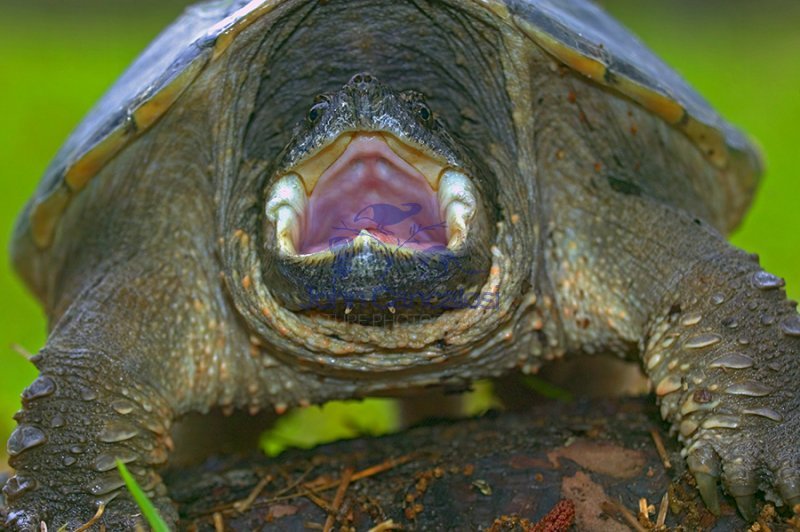 Snapping Turtle (Chelydra serpentina) - New York