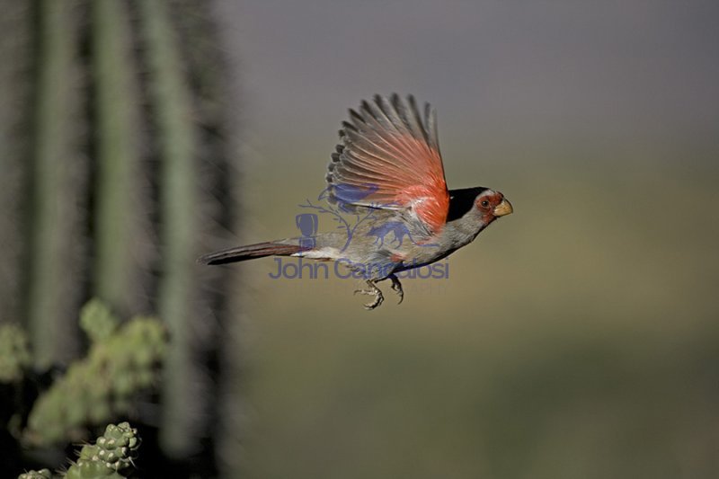 Pyrrhuloxia (Cardinalis sinuatus) - Arizona