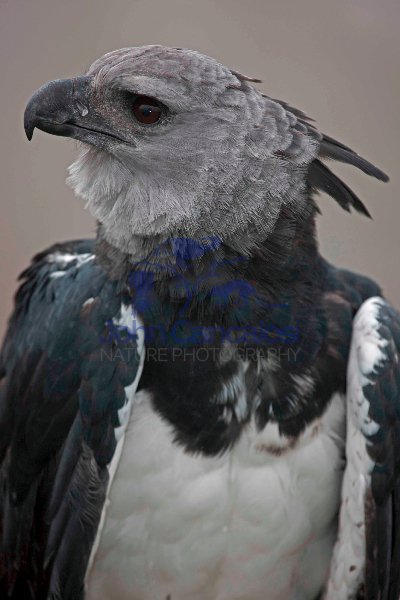 Harpy Eagle - Harpia harpyja - captive - native to the neotropic