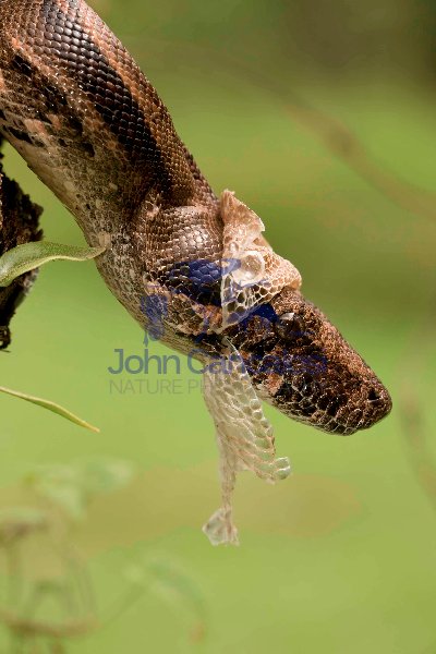 Boa Constictor - (Boa constictor)- Costa Rica-Shedding skin