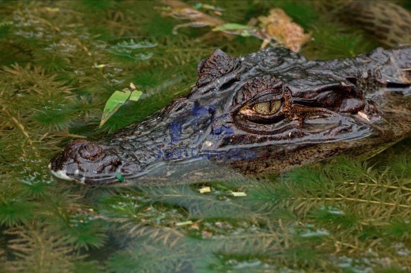 Spectacled Caiman -(Caiman crocodilus)  - Costa Rica