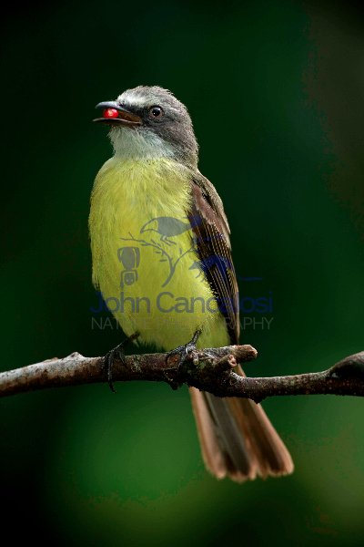 Social flycatcher (Myiozetetes similis) - Costa Rica - Bringing