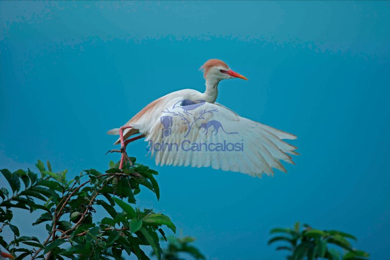 Cattle Egret (Bubulcus ibis) -Costa Rica - At nesting colony