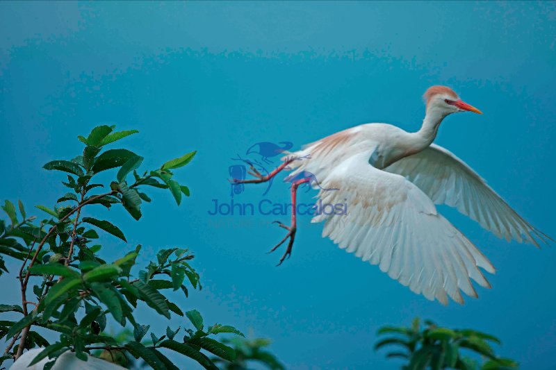 Cattle Egret (Bubulcus ibis) -Costa Rica - At nesting colony -tr