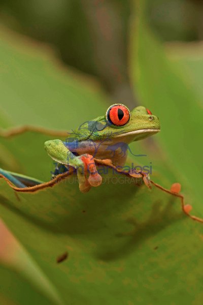 Red-eyed treefrog - (Agalychnis callidryas) - Costa Rica