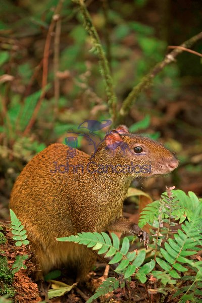 Central American Agouti - (Dasyprocta punctata) - Costa Rica