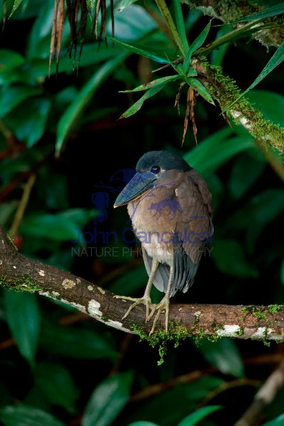 Boat-billed Heron - (Cochlearius cochlearius) -Costa Rica