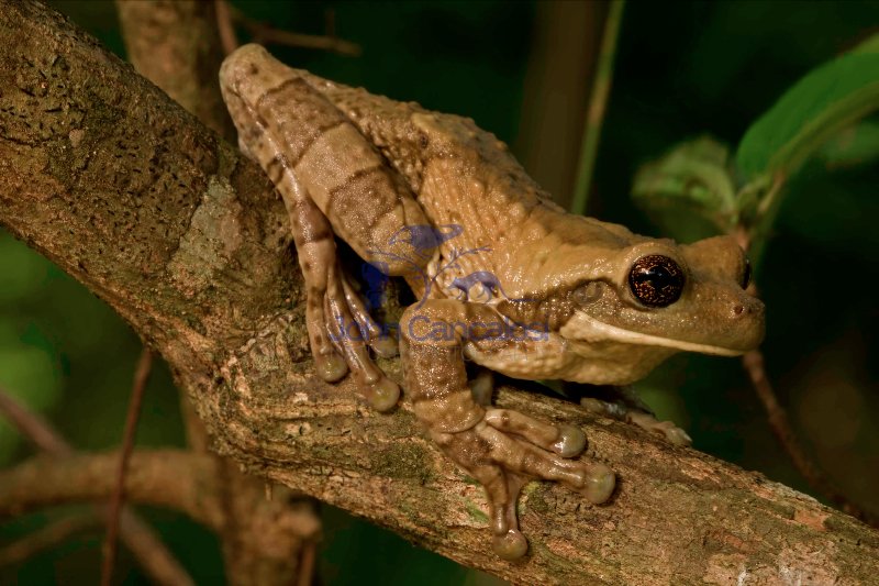 Mexican Treefrog (Smilisca baudinii) - Costa Rica