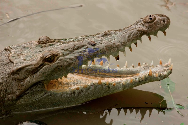 American Crocodile - Crocodylus acutus - Costa Rica