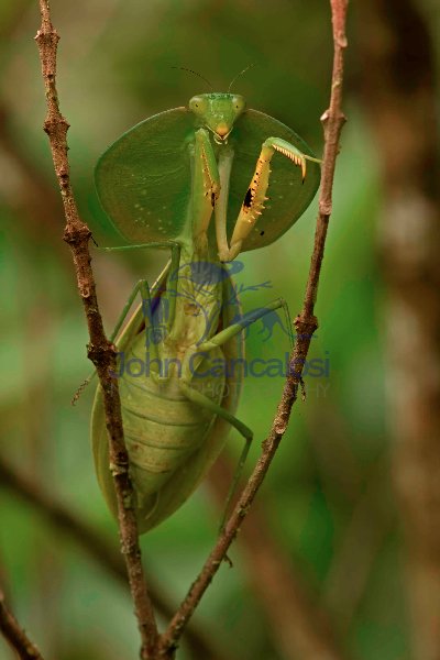 Hooded mantis (Choerododis rhombifolia) -  Costa Rica