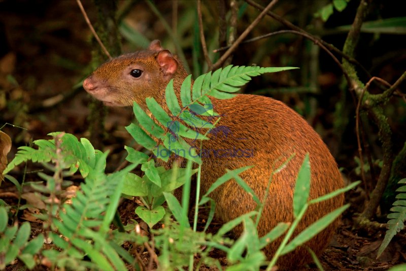 Central American Agouti - (Dasyprocta punctata) - Costa Rica