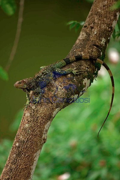 Green Iguana - (Iguana iguana) - Costa Rica - Tropical rainfores