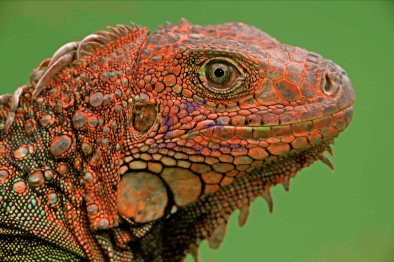Green Iguana - (Iguana iguana) - Costa Rica - Tropical rainfores