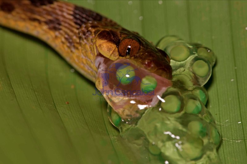 Northern cat-eyed snake - (Leptodeira septentrionalis) - eating