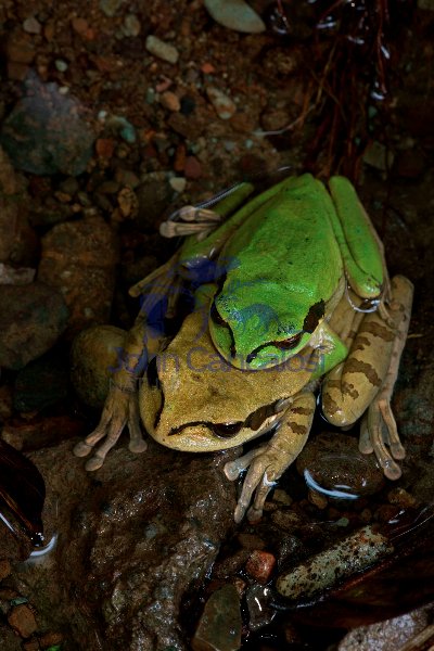 Masked Treefrog -(Smilisca phaeota) - Costa Rica