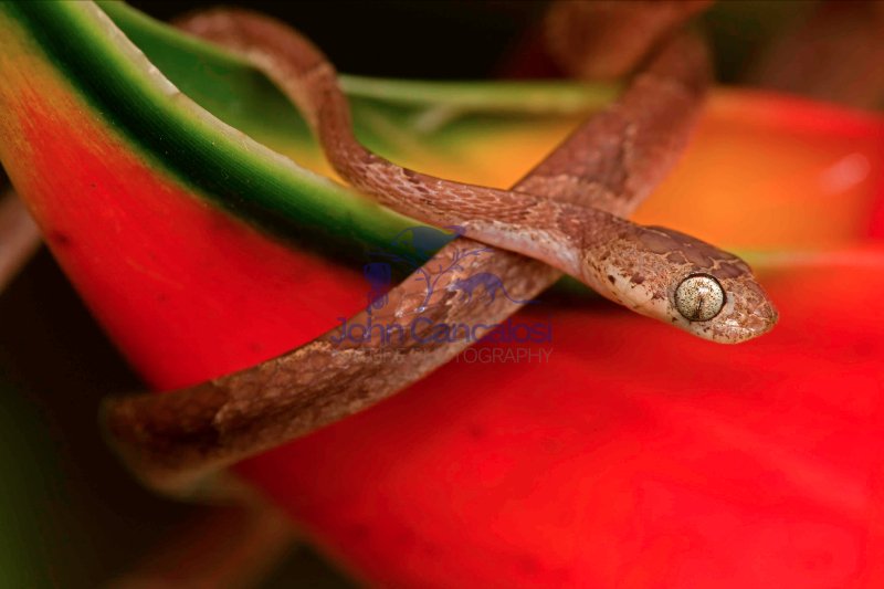 Blunthead Tree Snake - (Imantodes cenchoa) - Costa Rica