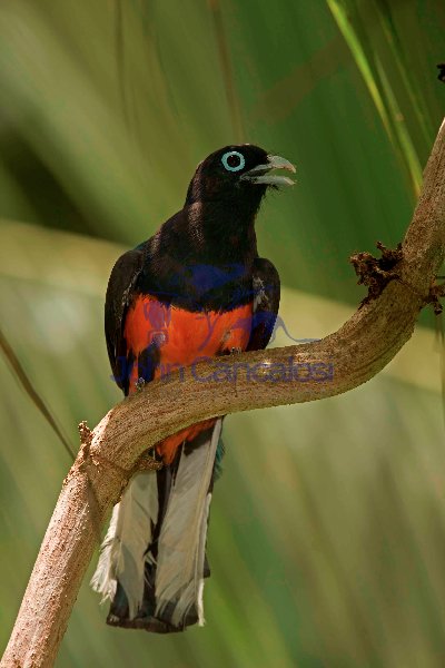 Baird\'s Trogon - (Trogon bairdii) - Costa Rica - Male