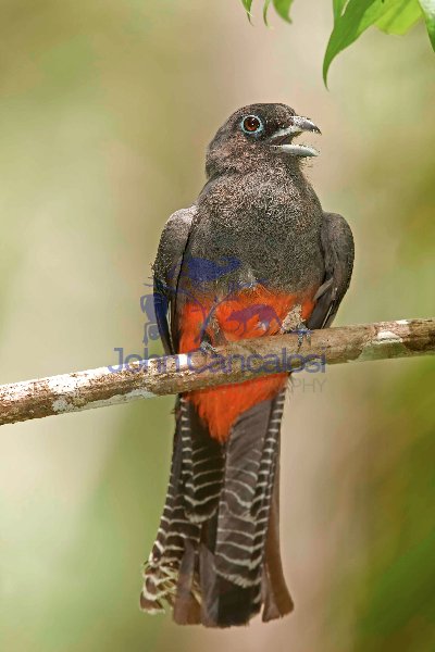 Baird\'s Trogon - (Trogon bairdii) - Costa Rica - Female