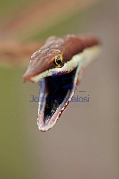 Brown Vine Snake (Oxybelis aeneus), Costa Rica, rear-fanged, mil