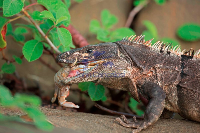 Spiny-tailed Iguana , (Ctenosaura similis) , Costa Rica, eating