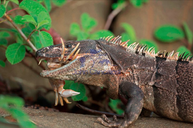Spiny-tailed Iguana , (Ctenosaura similis) , Costa Rica, eating