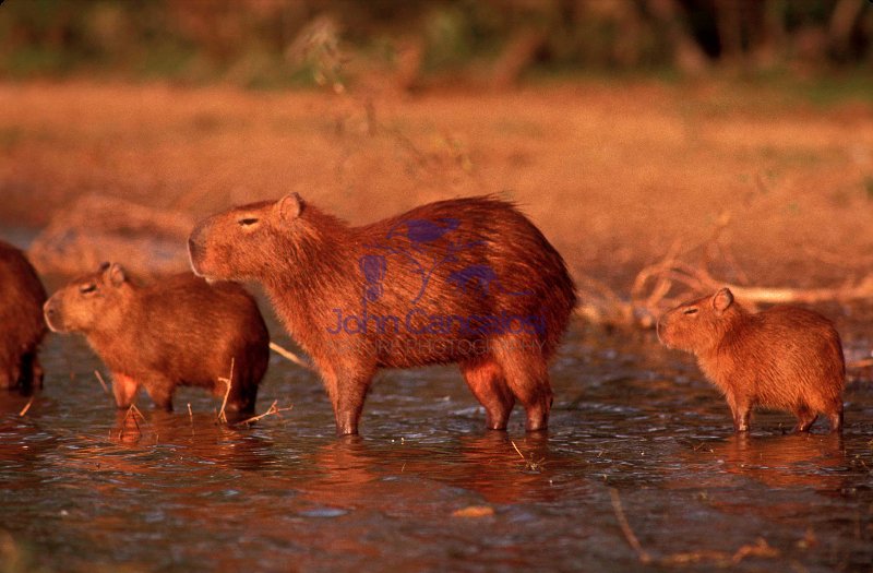 Capybara (Hydrochaeris hydrochaeris) - Venezuela