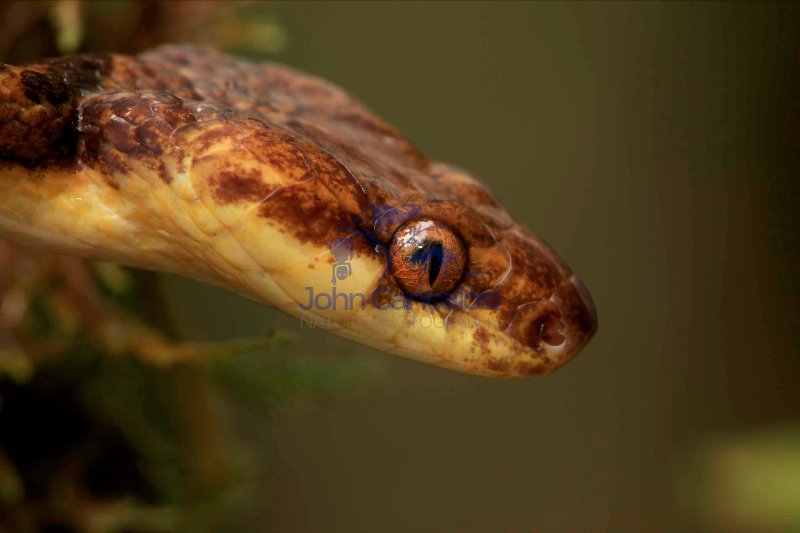 Northern cat-eyed snake - (Leptodeira septentrionalis) - Costa R