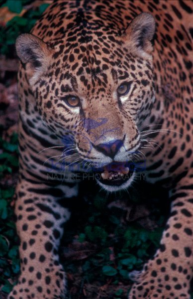 Jaguar (Felis onca) - Southern Mexico
