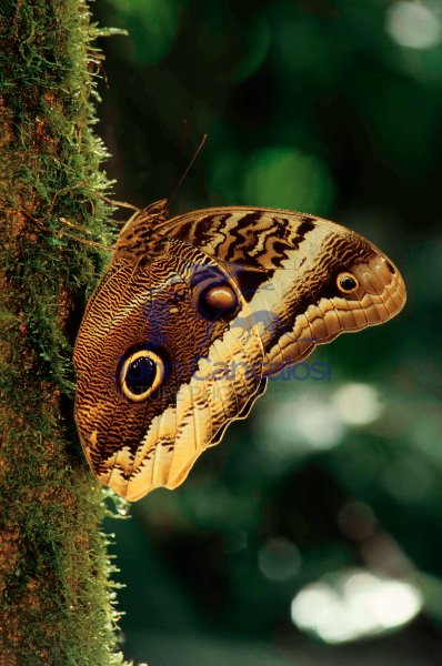 Owl Butterfly Portrait (Caligo atreus) - Costa Rica