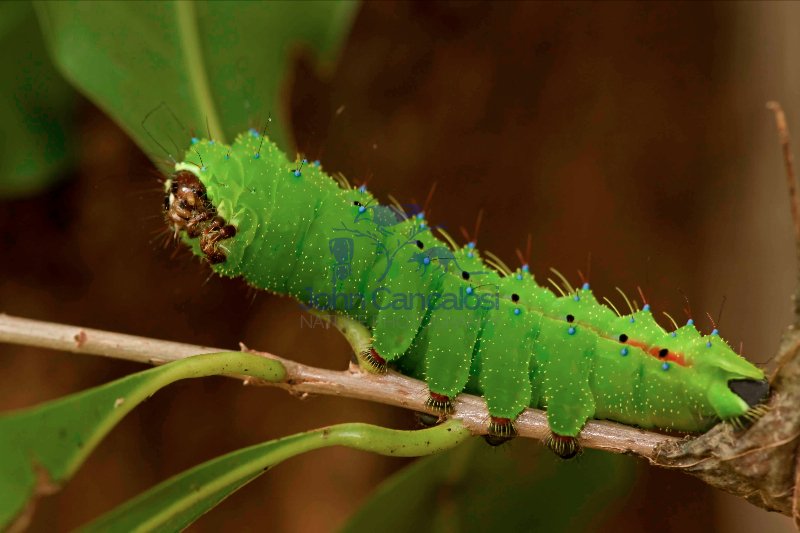 Saturniid moth caterpillar - (Copaxa moinieri) - Costa Rica