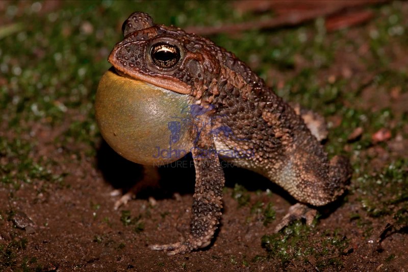 Southern Roundgland Toad - (Incilius coccifer) - Costa Rica
