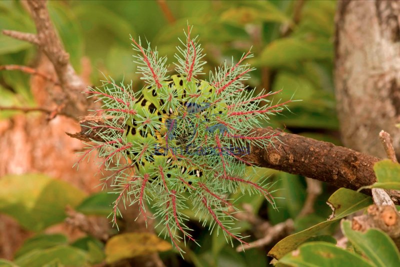 Saturiid moth caterpillar - (Automeris metzli) - Costa Rica - de