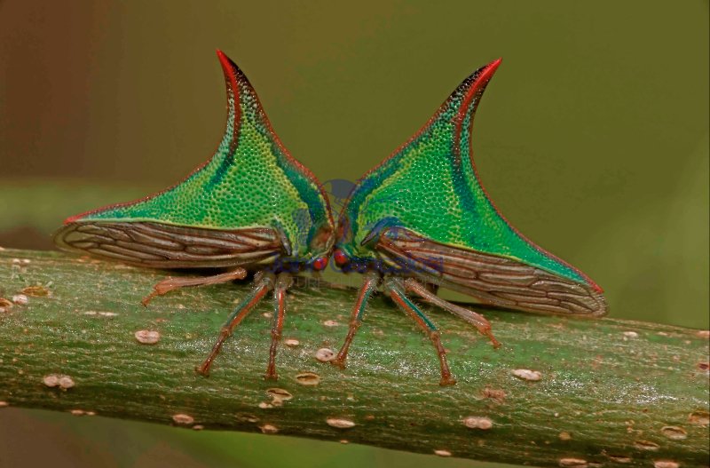 Thornbugs-(Umbonia spp.) - Costa Rica