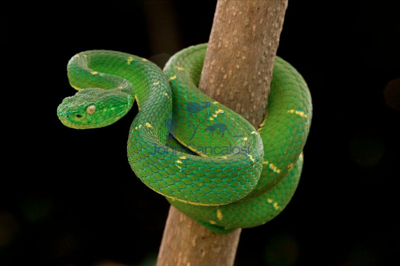 Side-striped Palm-pitviper (Bothriechis lateralis) - Costa Rica