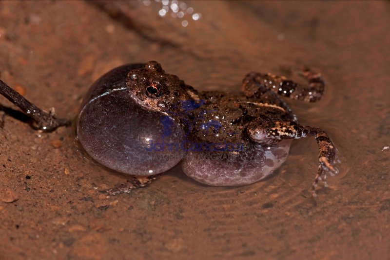 Tungara frog - (Engystomops pustulosus) - Costa Rica