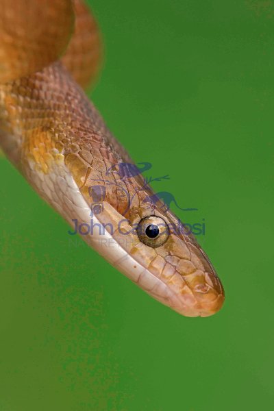Tropical Rat Snake - (Senticolis triaspis) - Costa Rica