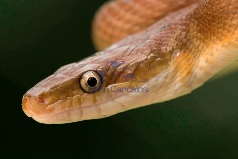 Tropical Rat Snake - (Senticolis triaspis) - Costa Rica