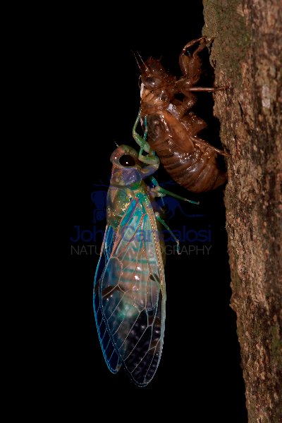 Emerald Cicada - Zammara smaragdina - Costa Rica