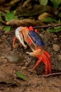 Red land crab - Gecarcinus quadratus - Costa Rica
