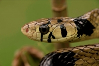 Tropical Rat Snake - (Spilotes pullatus) - Costa Rica