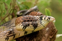 Tropical Rat Snake - (Spilotes pullatus) - Costa Rica