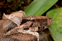Boa Constictor - (Boa constictor)- Costa Rica-Shedding skin