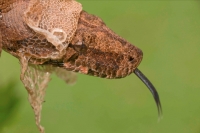 Boa Constictor - (Boa constictor)- Costa Rica-Shedding skin