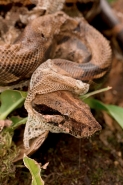 Boa Constictor - (Boa constictor)- Costa Rica-Shedding skin