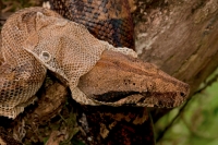 Boa Constictor - (Boa constictor)- Costa Rica-Shedding skin