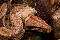 Boa Constictor - (Boa constictor)- Costa Rica-Shedding skin