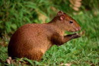 Central American Agouti - (Dasyprocta punctata) - Costa Rica