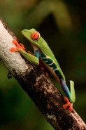 Red-eyed treefrog - (Agalychnis callidryas) - Costa Rica