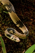 Tropical Rat Snake - (Spilotes pullatus) - Costa Rica