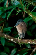 Boat-billed Heron - (Cochlearius cochlearius) -Costa Rica